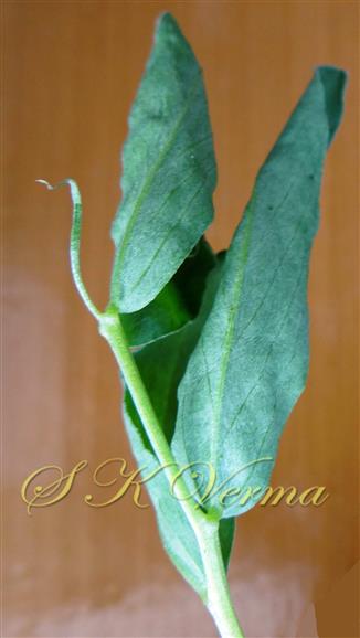  Leaf with mucro